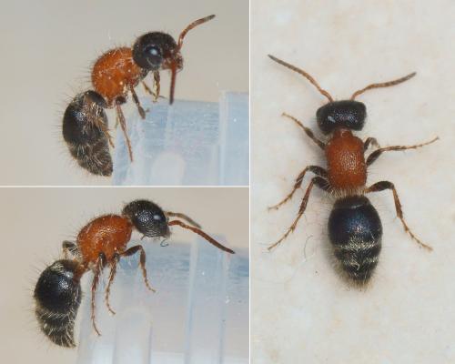 Réf. 322 423 : Myrmilla triareolata